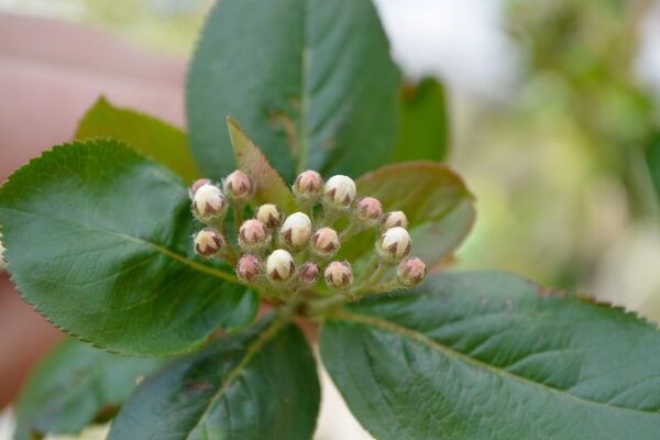Aronia melanocarpa - Flower Buds