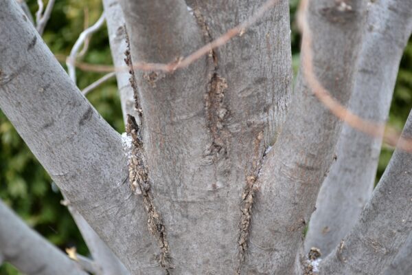 Carpinus betulus ′Frans Fontaine′ - Bark