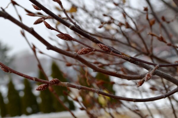 Carpinus betulus ′Frans Fontaine′ - Buds