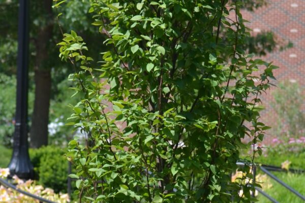 Carpinus betulus ′Frans Fontaine′ - Summer Habit (Young)