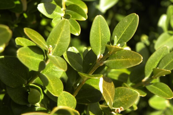 Buxus × ′Green Mountain′ - Foliage and Buds