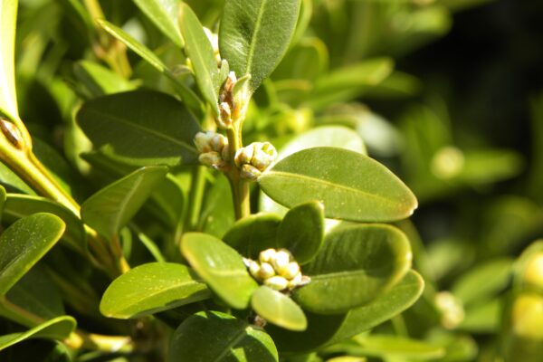 Buxus × ′Green Mountain′ - Foliage and Flower Buds