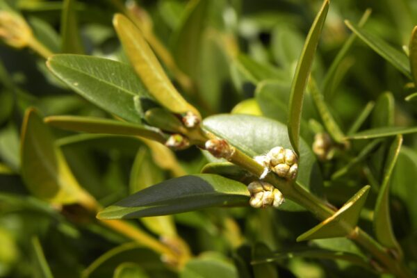 Buxus × ′Green Mountain′ - Foliage and Flowers