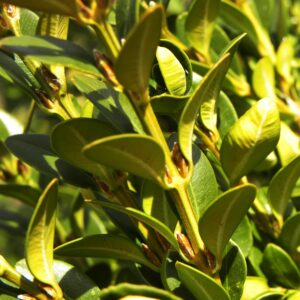 Buxus × ′Green Mountain′ - Foliage and Buds