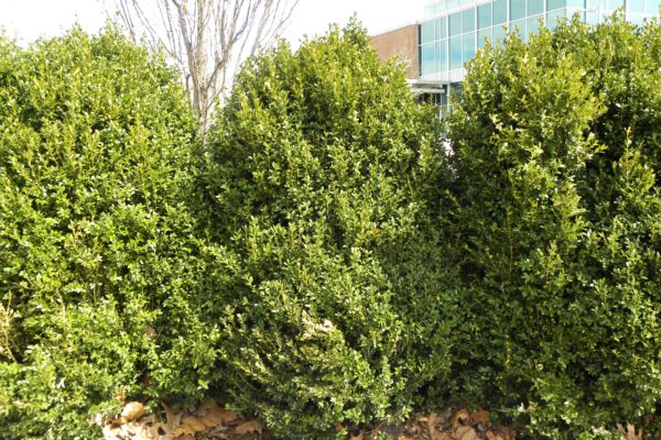 Buxus × ′Green Mountain′ - Winter Habit