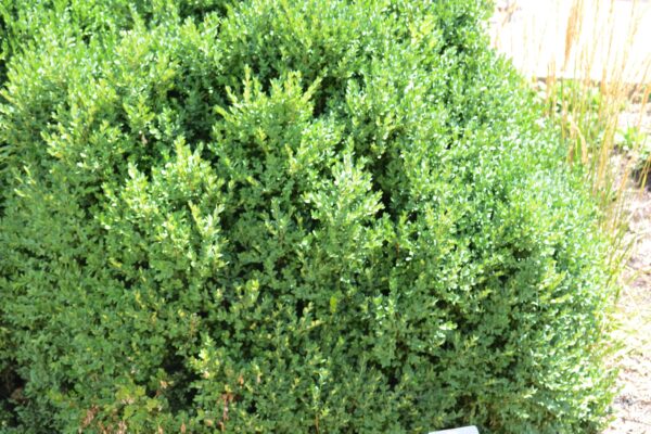 Buxus × ′Green Mountain′ - Summer Habit