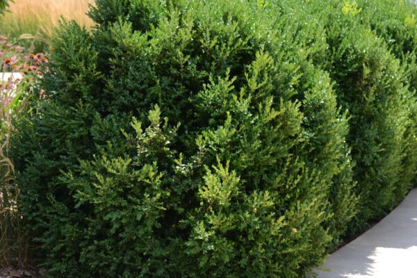 Buxus × ′Green Mountain′ - Summer Habit