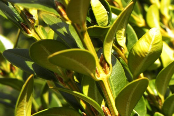 Buxus × ′Green Mountain′ - Foliage and Buds