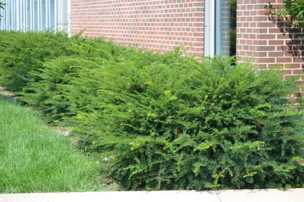 Taxus cuspidata ′Green Wave′ - Summer Habit