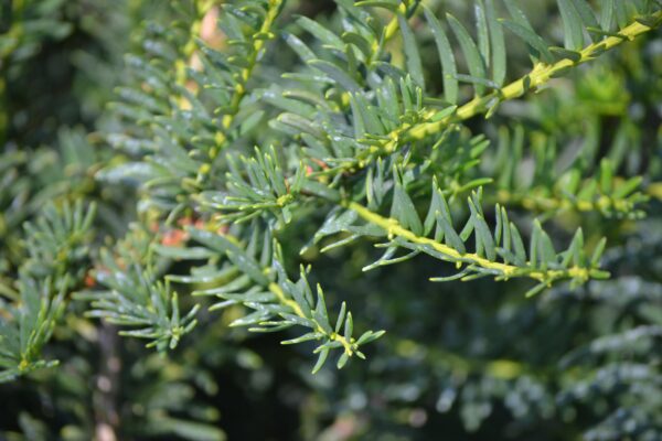 Taxus cuspidata ′Green Wave′ - Foliage