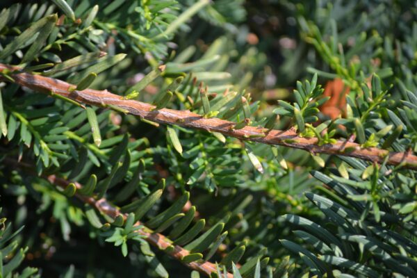 Taxus cuspidata ′Green Wave′ - Stem