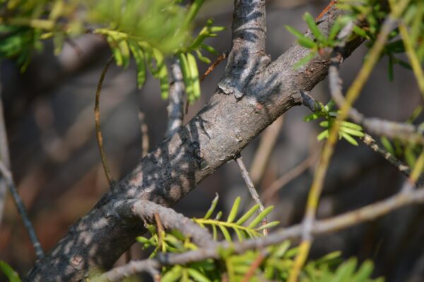 Taxus cuspidata ′Green Wave′ - Bark