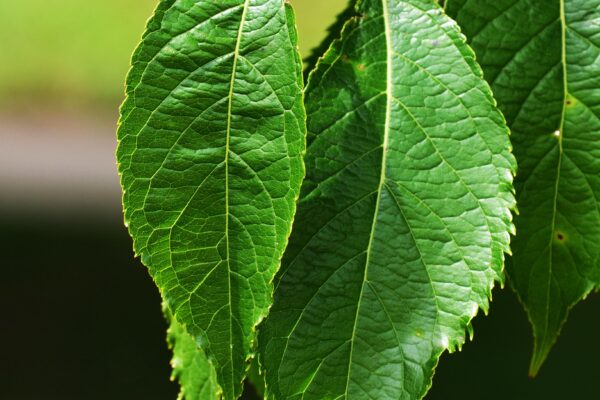 Eucommia ulmoides - Leaves