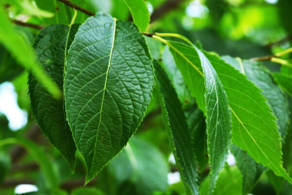 Eucommia ulmoides - Leaves