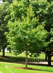 Eucommia ulmoides - Summer Habit