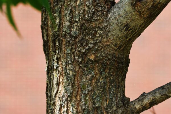 Eucommia ulmoides - Bark