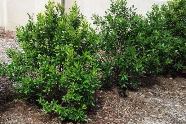 Ilex glabra ′Compacta′ - Habit