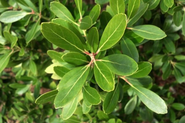 Ilex glabra ′Compacta′ - Foliage
