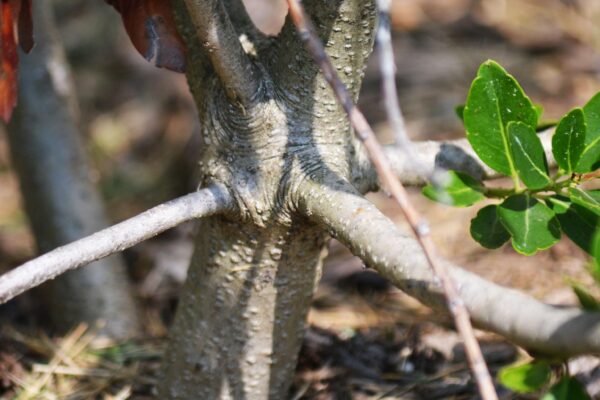 Ilex glabra ′Compacta′ - Bark