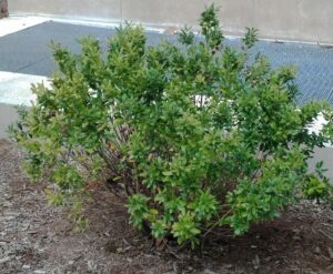 Ilex glabra ′Compacta′ - Habit