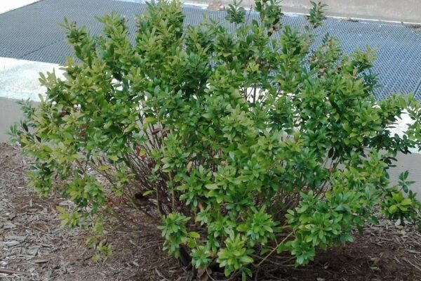Ilex glabra ′Compacta′ - Habit