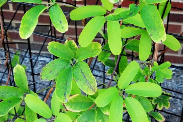 Akebia quinata - Foliage