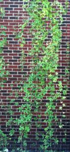 Akebia quinata - Summer Habit