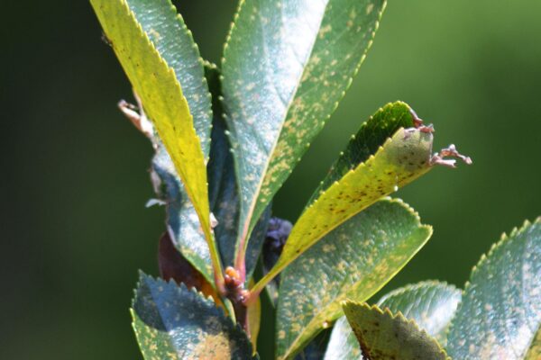 Crataegus crusgalli var. inermis ′Cruzam′ [sold as Crusader™] - Leaves