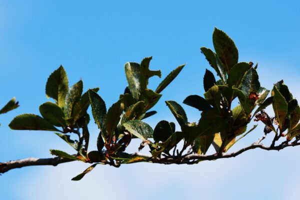 Crataegus crusgalli var. inermis ′Cruzam′ [sold as Crusader™] - Foliage