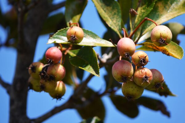 Crataegus crusgalli var. inermis ′Cruzam′ [sold as Crusader™] - Fruit