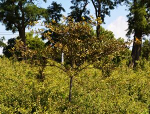 Crataegus crusgalli var. inermis ′Cruzam′ [sold as Crusader™] - Summer Habit