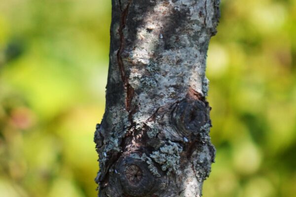 Crataegus crusgalli var. inermis ′Cruzam′ [sold as Crusader™] - Bark