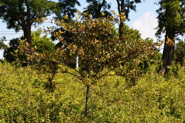 Crataegus crusgalli var. inermis ′Cruzam′ [sold as Crusader™] - Summer Habit
