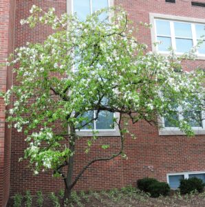 Malus × ′Ralph Shay′ - Flowering Habit