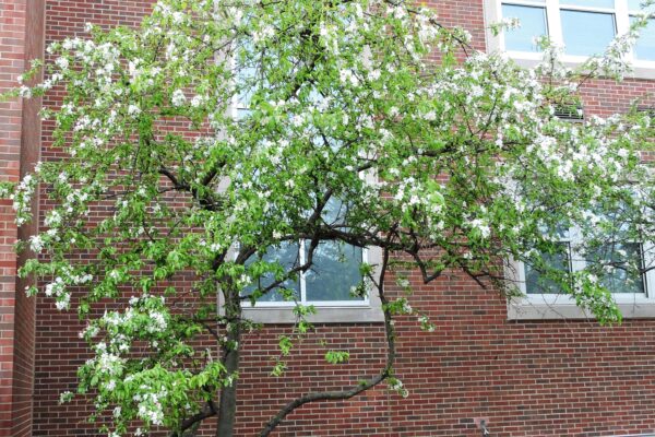 Malus × ′Ralph Shay′ - Flowering Habit