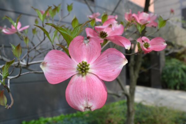 Cornus florida var. rubra - Flowers
