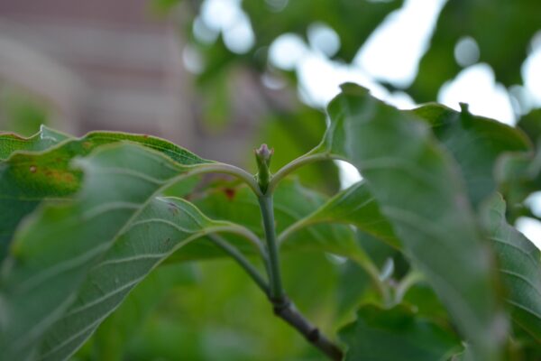 Cornus florida var. rubra - Bud