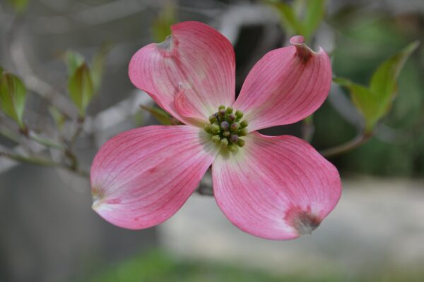 Cornus florida var. rubra - Flower