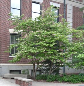 Cornus florida var. rubra - Tree in Bloom