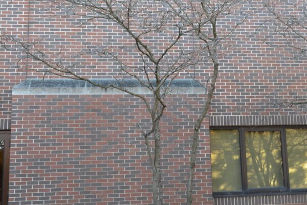 Cornus florida var. rubra - Winter Habit