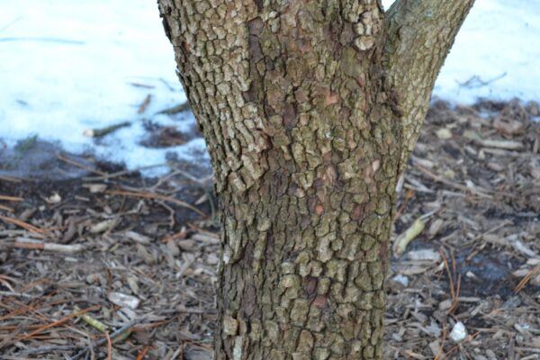 Cornus florida var. rubra - Bark