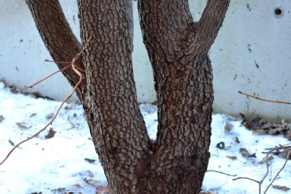 Cornus florida var. rubra - Bark