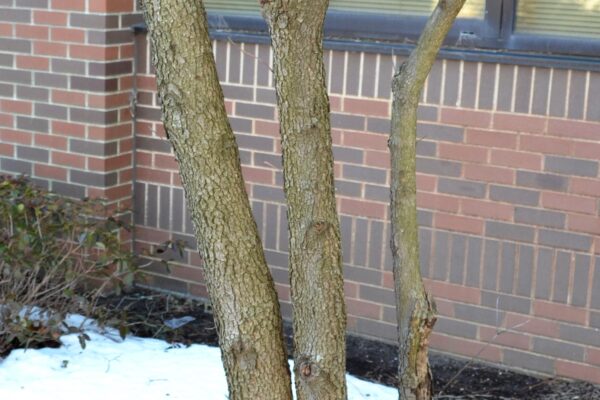 Cornus florida var. rubra - Bark