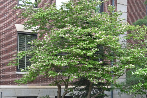 Cornus florida var. rubra - Tree in Bloom