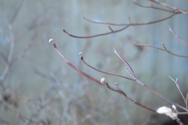 Cornus florida var. rubra - Buds