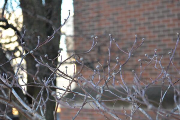 Cornus florida var. rubra - Buds