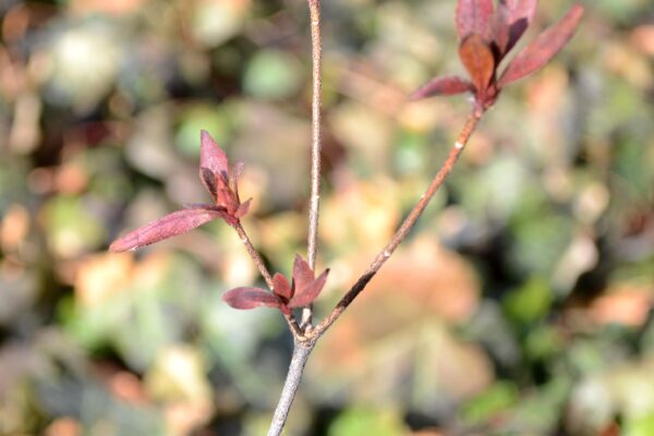Rhododendron × ′Hino-red′ (Kurume Hybrid Group) - Winter Foliage