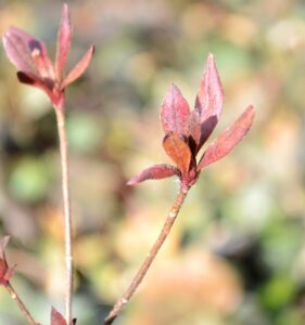 Rhododendron × ′Hino-red′ (Kurume Hybrid Group) - Winter Foliage