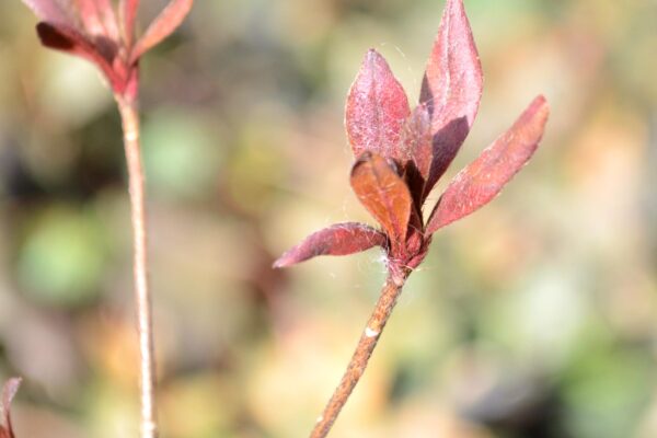 Rhododendron × ′Hino-red′ (Kurume Hybrid Group) - Winter Foliage