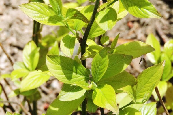 Itea virginica ′Sprich′ [sold as Little Henry™] - Foliage